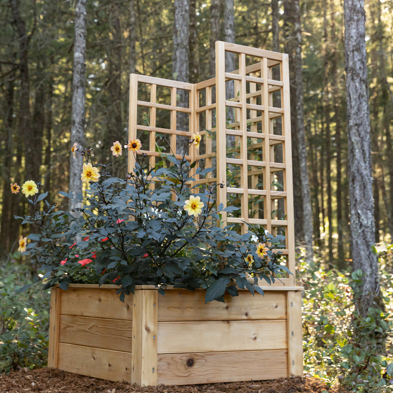Natural Cedar Raised Beds with U-Shape Trellis