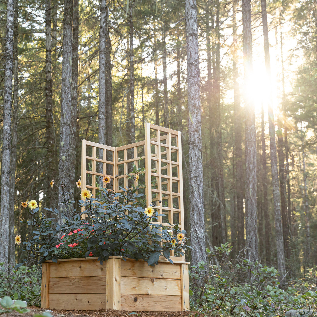 Natural Cedar Raised Beds with U-Shape Trellis