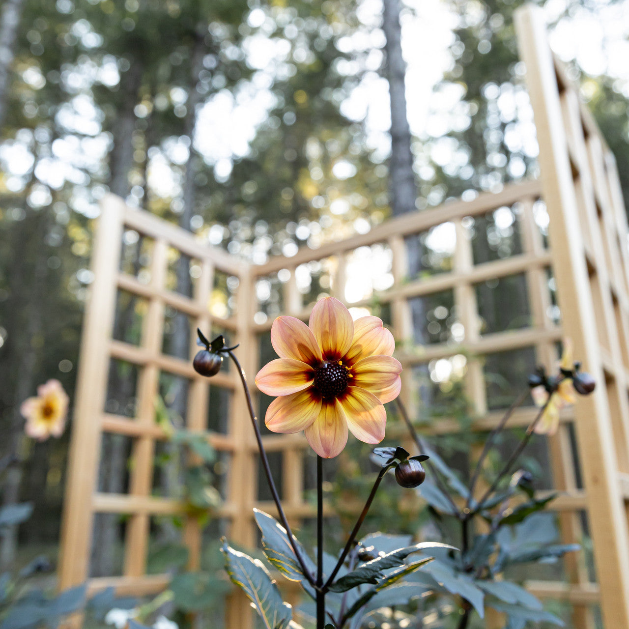 Natural Cedar Raised Beds with U-Shape Trellis