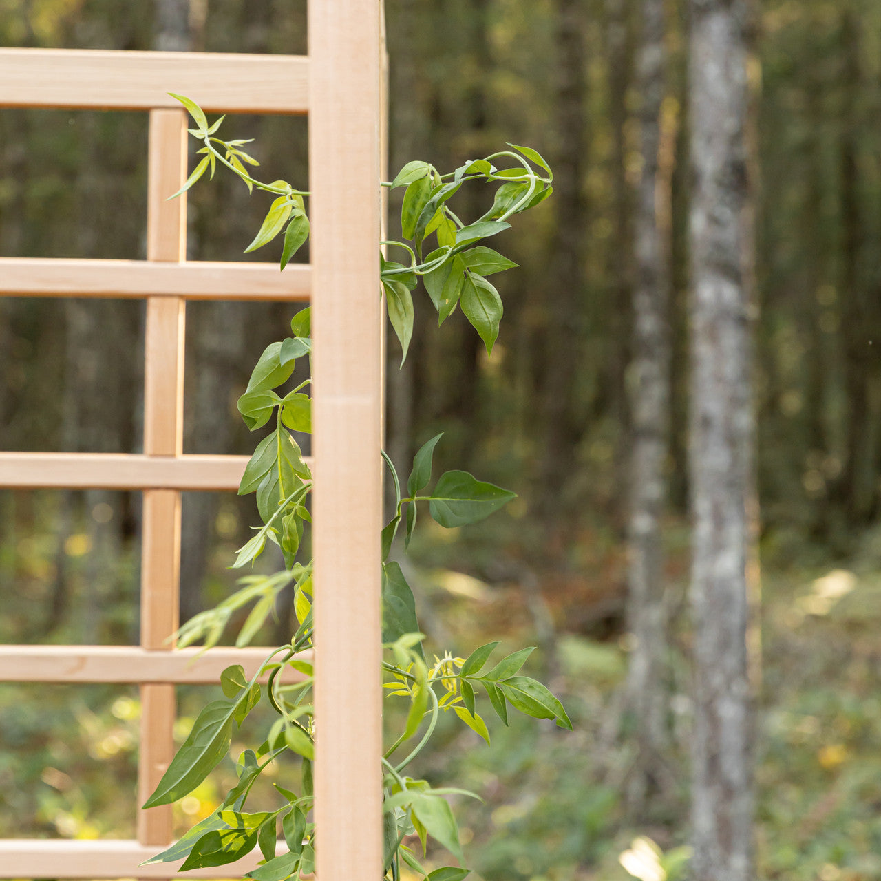 Natural Cedar Raised Beds with L-Shape Trellis