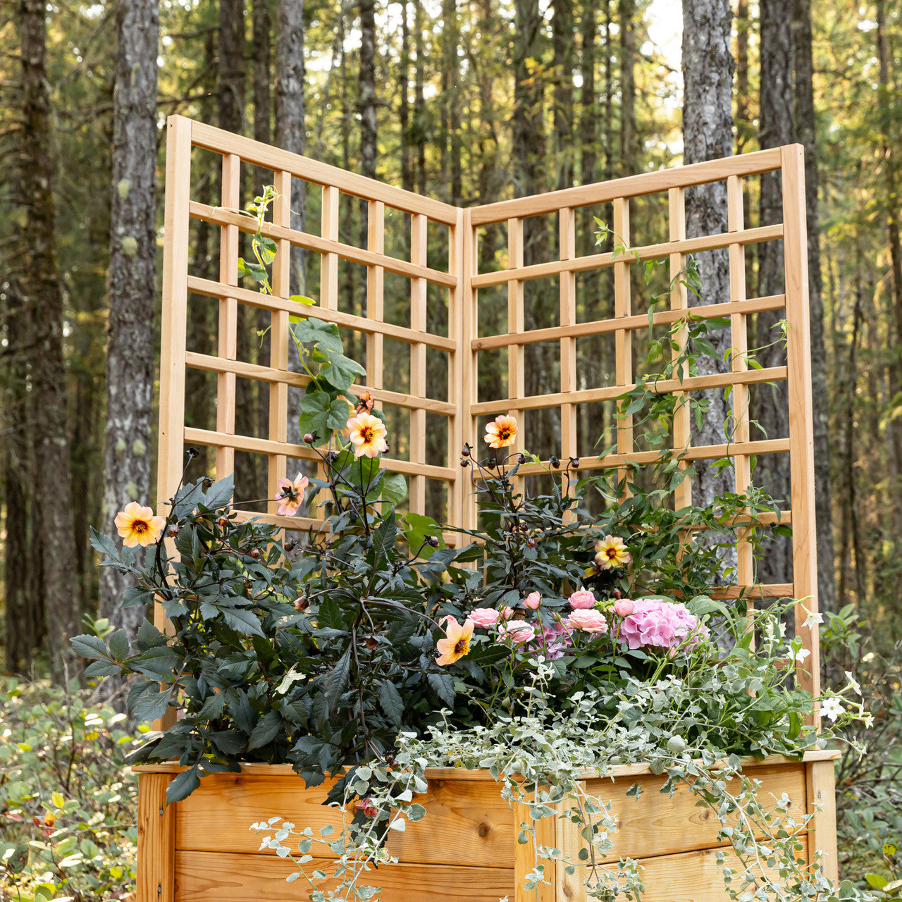 Natural Cedar Raised Beds with L-Shape Trellis