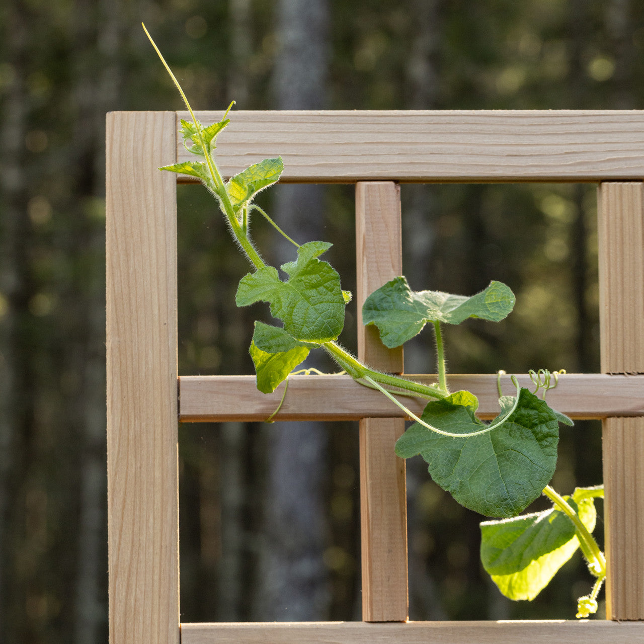 Natural Cedar Raised Beds with L-Shape Trellis