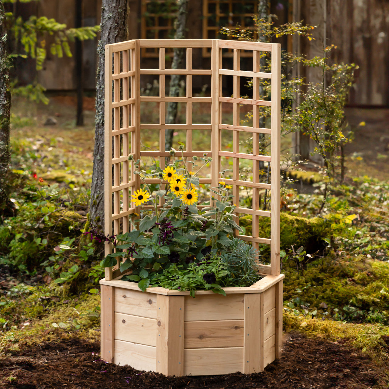 Natural Cedar Hexagon Raised Beds with Trellis