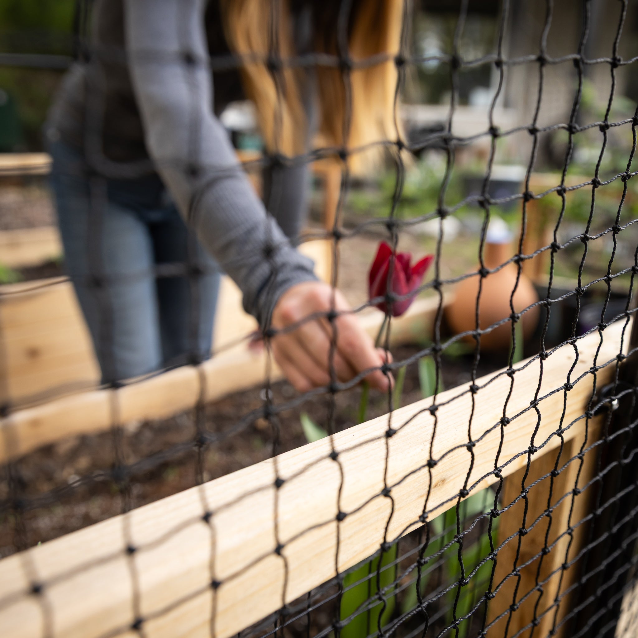 Cedar Complete Raised Garden Bed Kit with Bird Netting Cover 8' x 8'