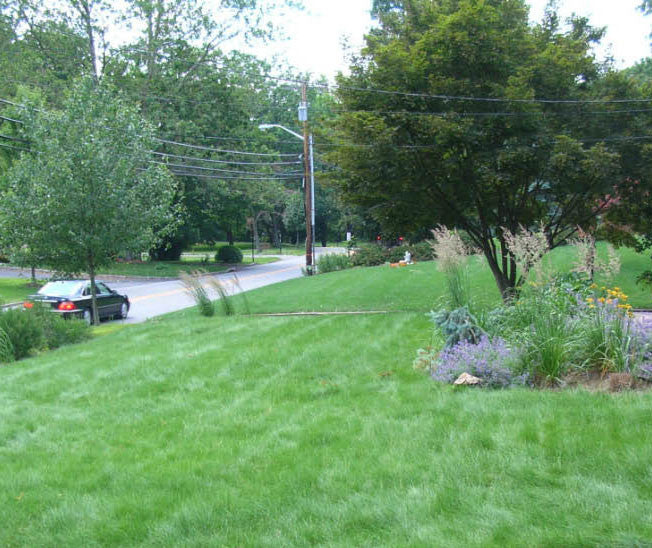 Wildflower Farm's Eco-Lawn Grass Seed - 50 lb