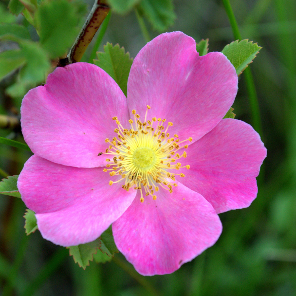 Audubon® Native Prairie Rose