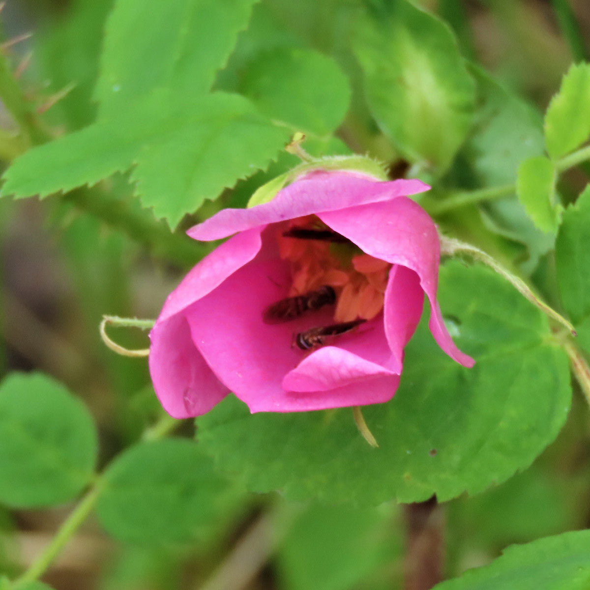 Audubon® Native Prairie Rose