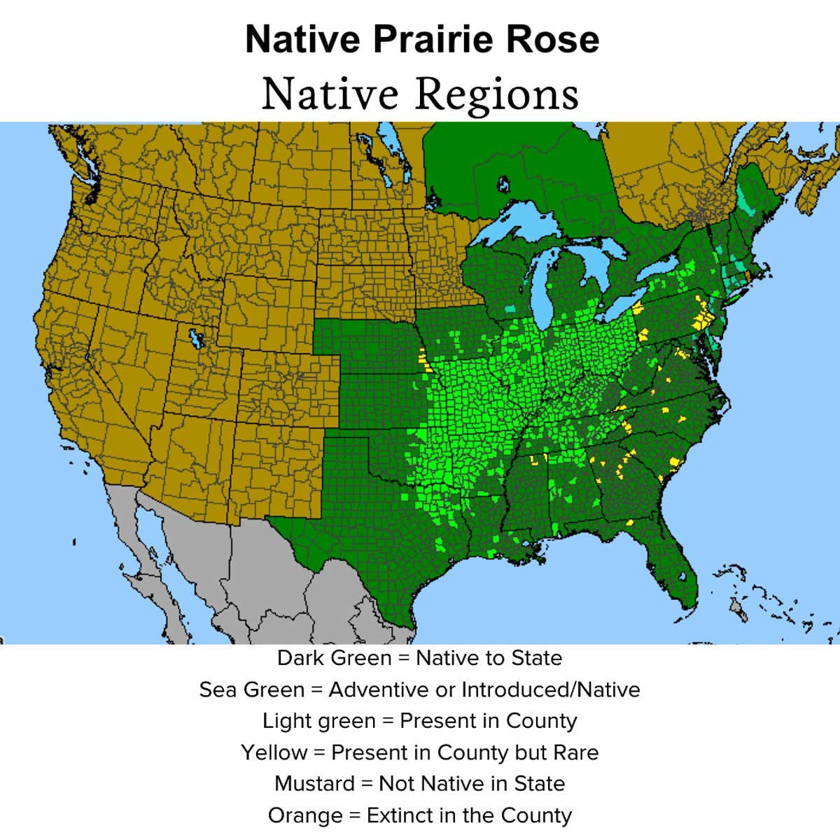 Audubon® Native Prairie Rose