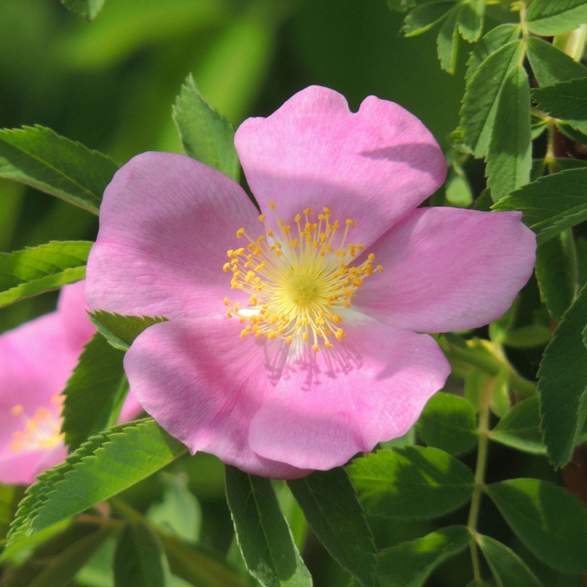 Audubon® Native Potted Rose