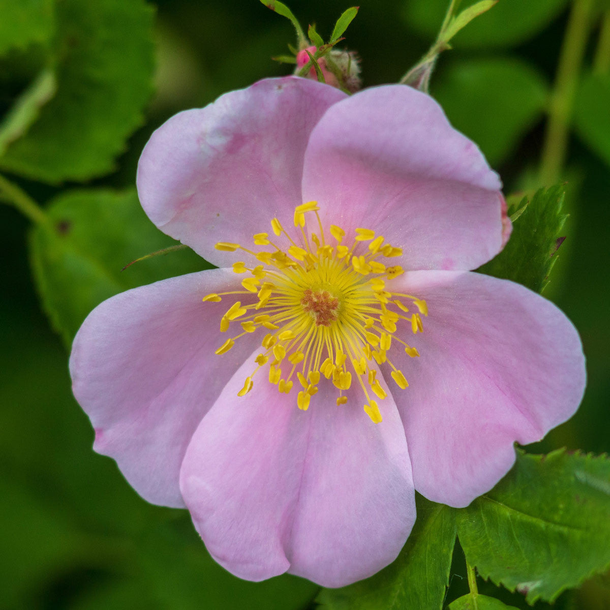 Audubon® Native Swamp Rose