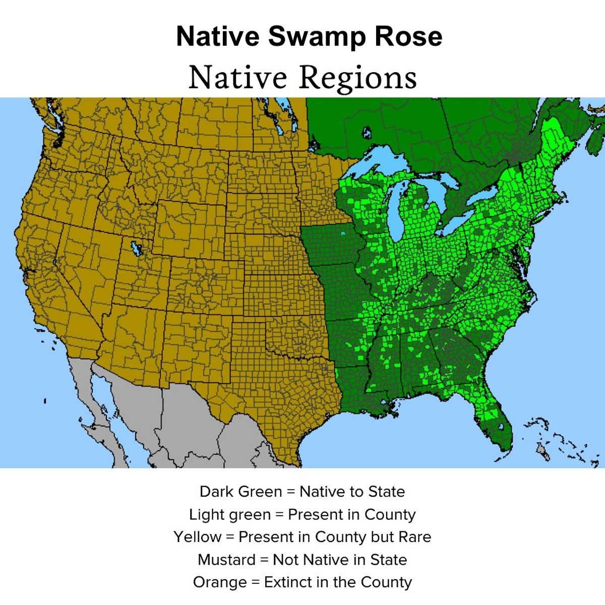 Audubon® Native Swamp Rose