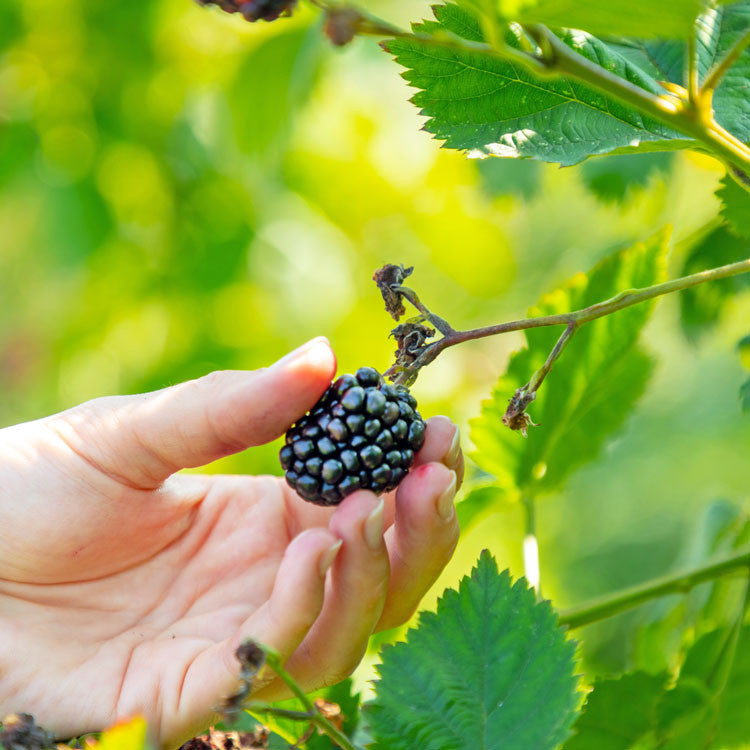 Bower & Branch Blackberry Bush