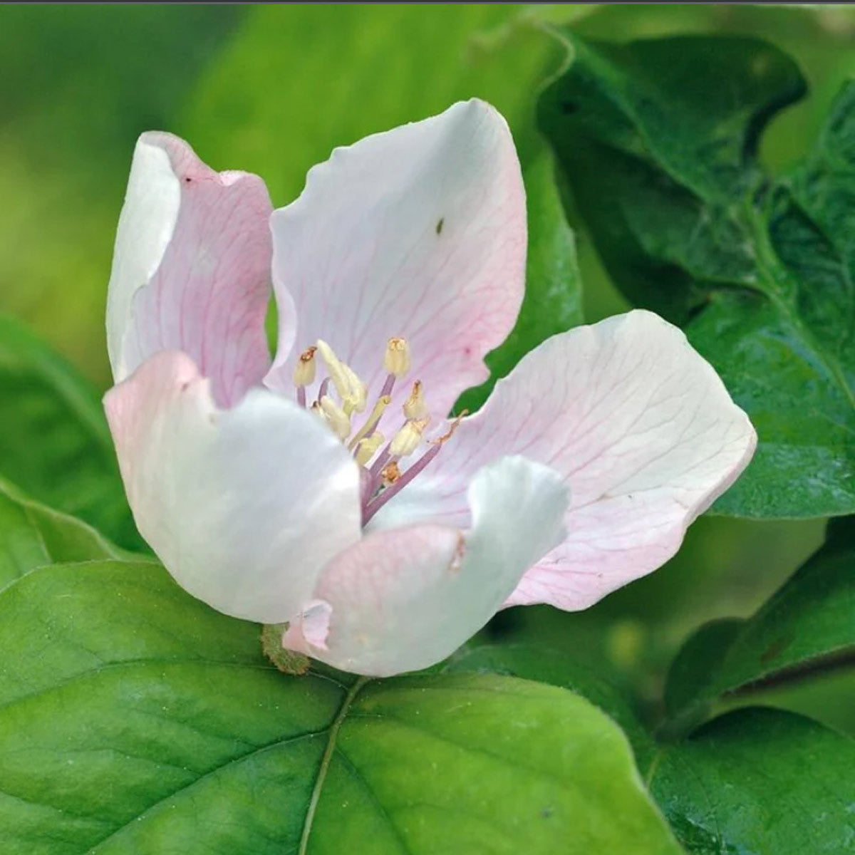 Bower & Branch Semi Dwarf Champion Quince Tree