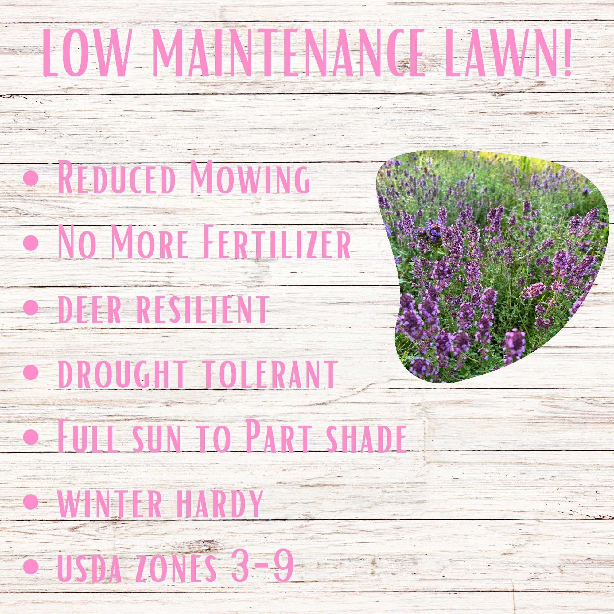 Creeping Thyme Flowering Lawn & Groundcover - Seed Kit