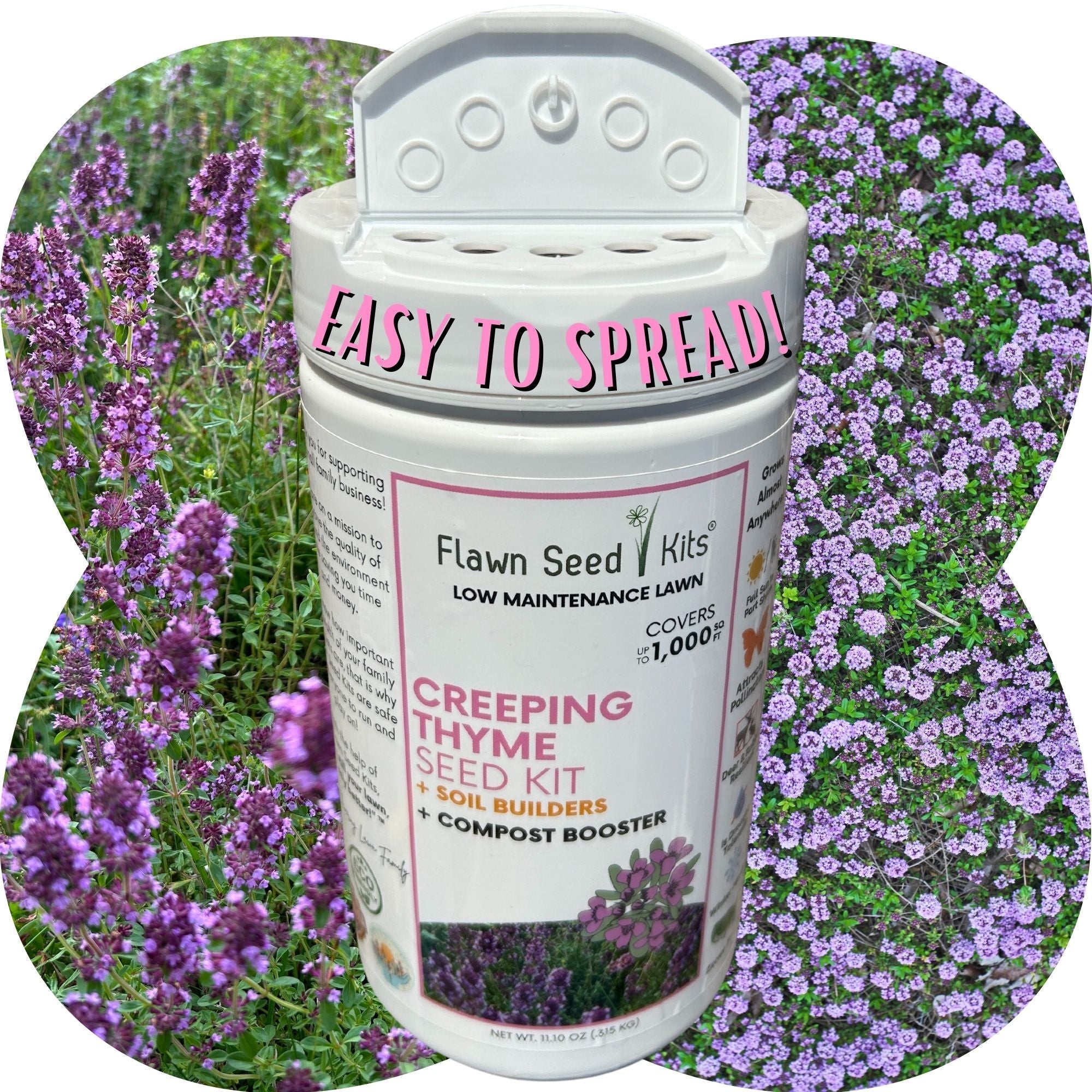 Creeping Thyme Flowering Lawn & Groundcover - Seed Kit