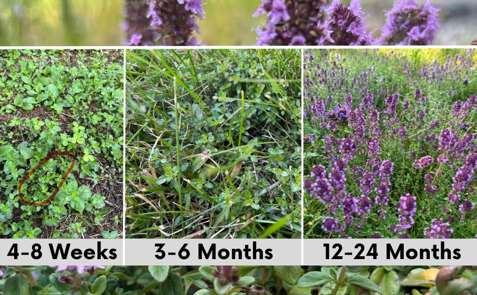 Creeping Thyme Flowering Lawn & Groundcover - Seed Pouch