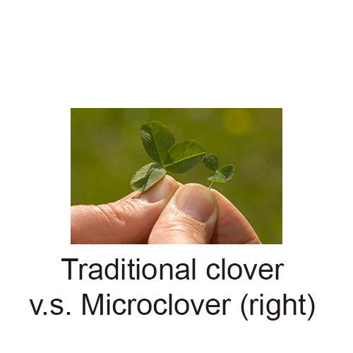 MicroLawn Grass Seed & Microclover Blend - 5 lbs