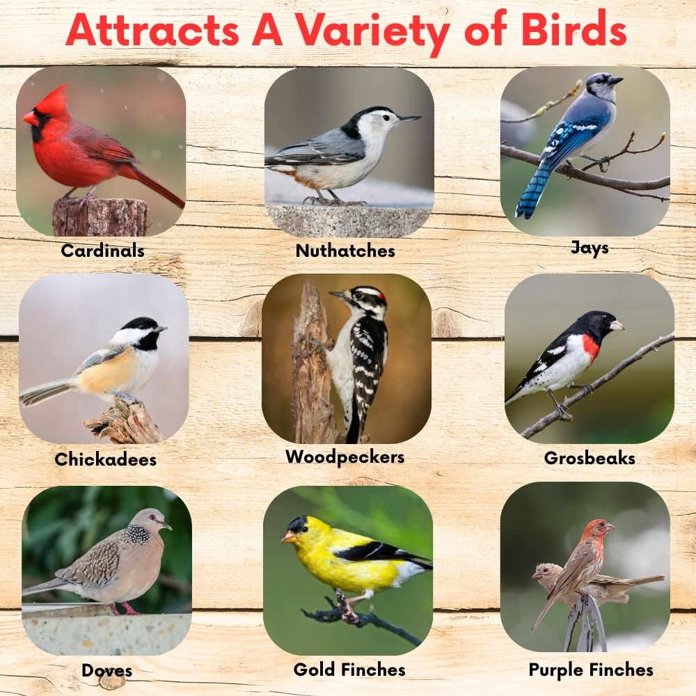 Premium Wild Bird Seed - Cardinal & Finch Feast Mix