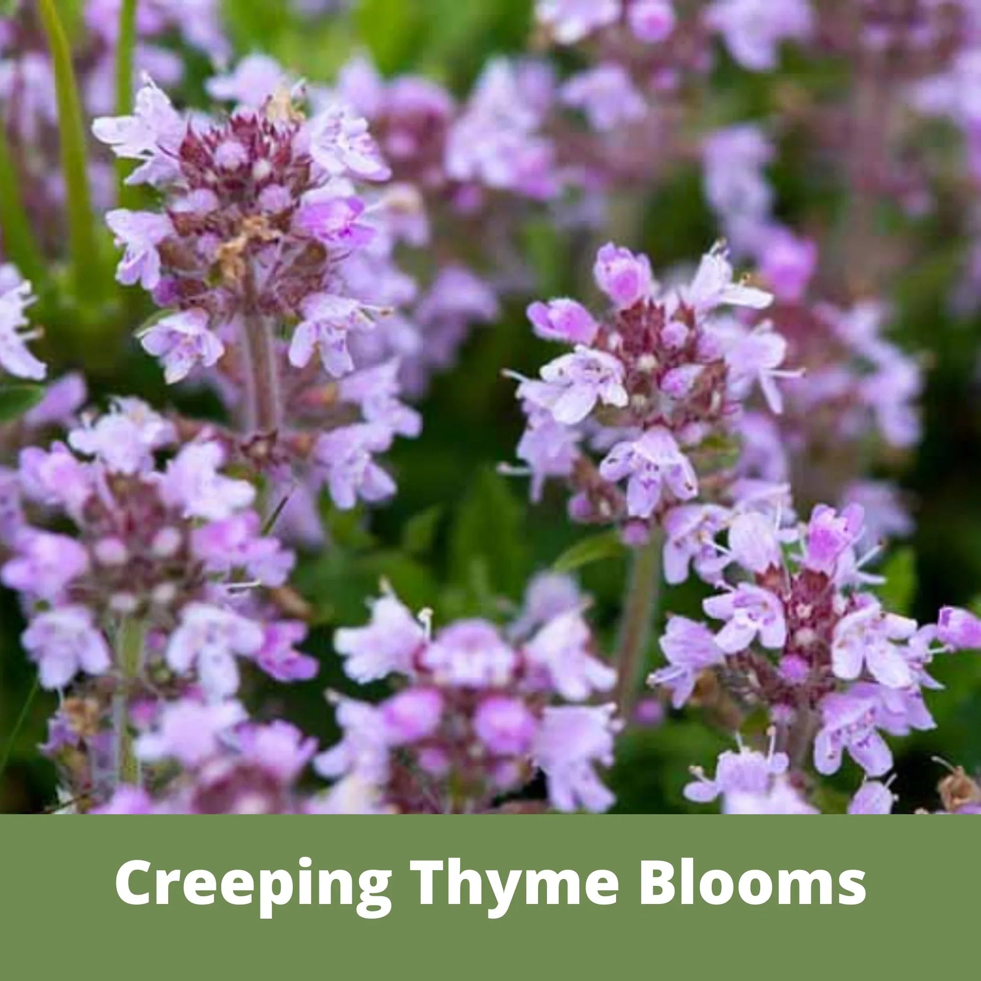 Creeping Thyme Flowering Lawn & Groundcover - Seed Pouch