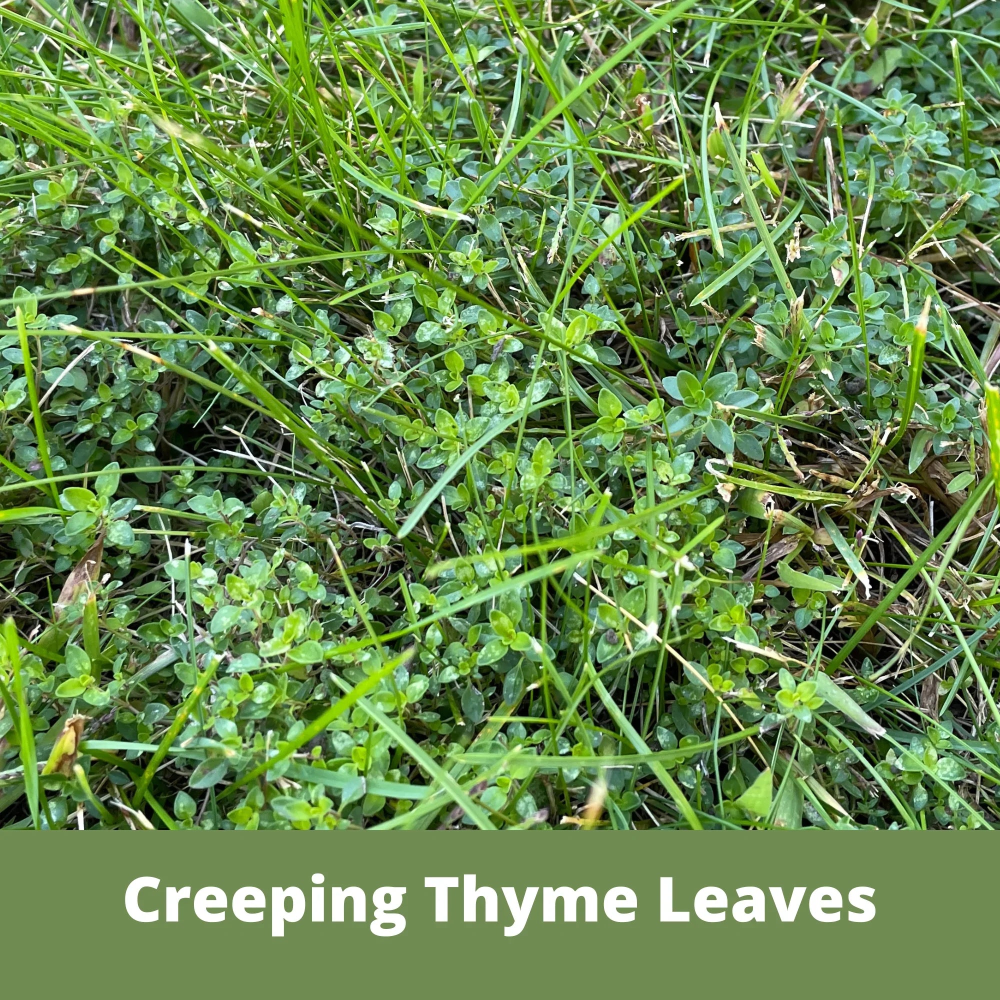 Creeping Thyme Flowering Lawn & Groundcover - Seed Pouch