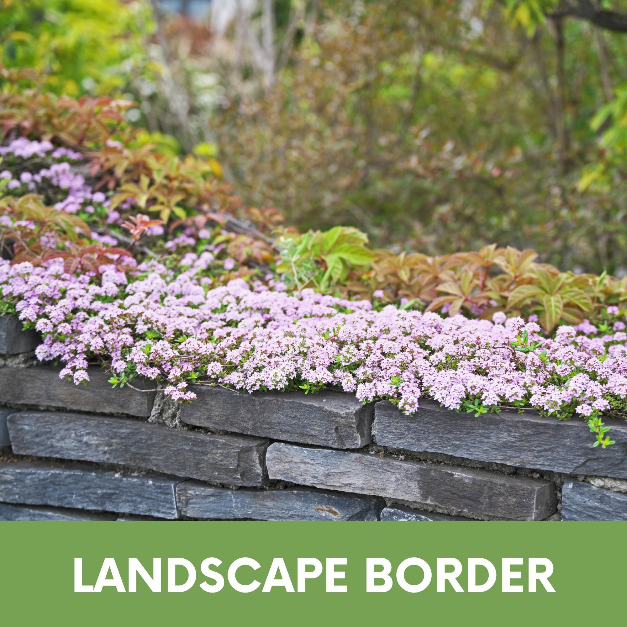 Creeping Thyme Flowering Lawn & Groundcover - Seed Pouch