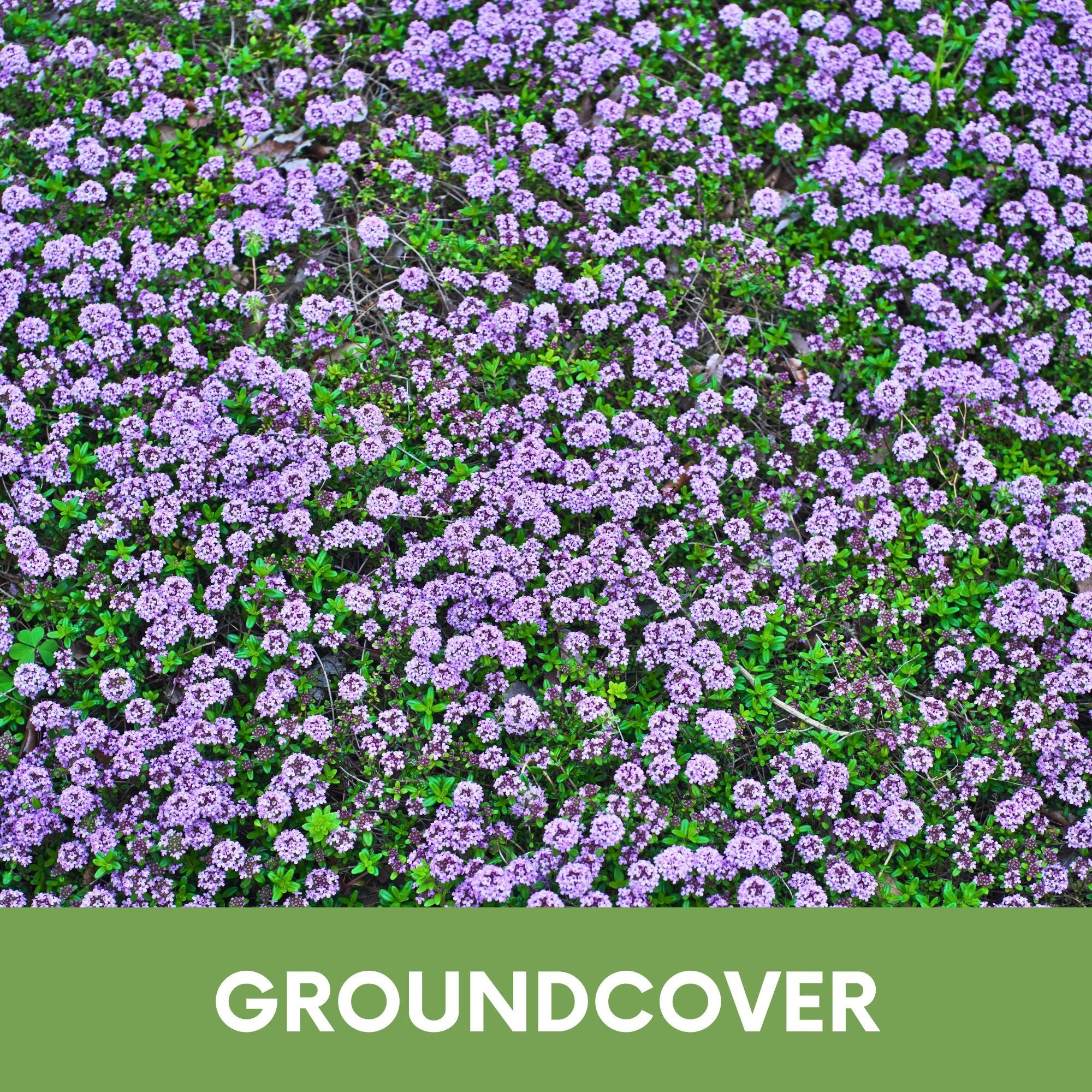 Creeping Thyme Flowering Lawn & Groundcover - Seed Pouch