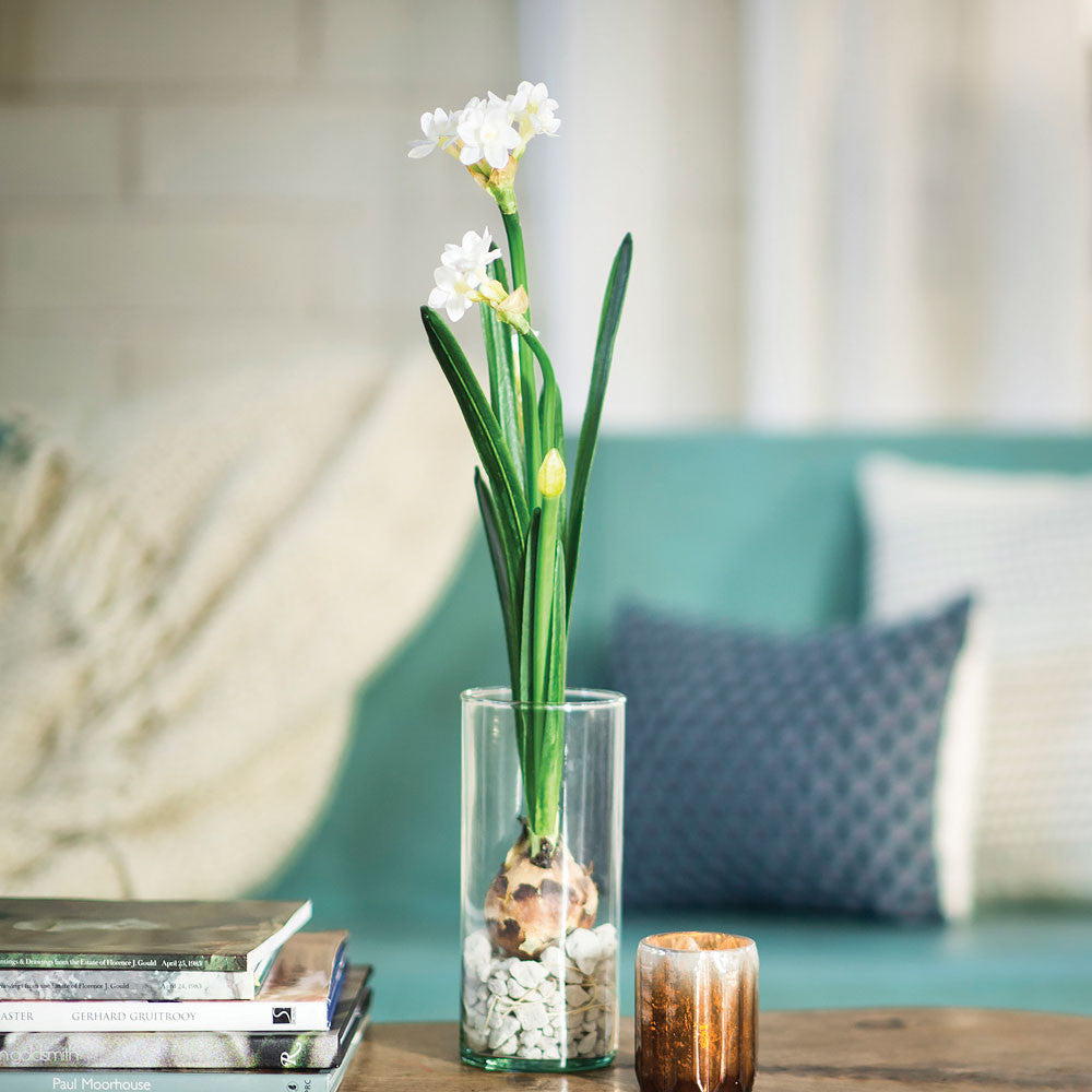 Paperwhites Winter Bulb Kit