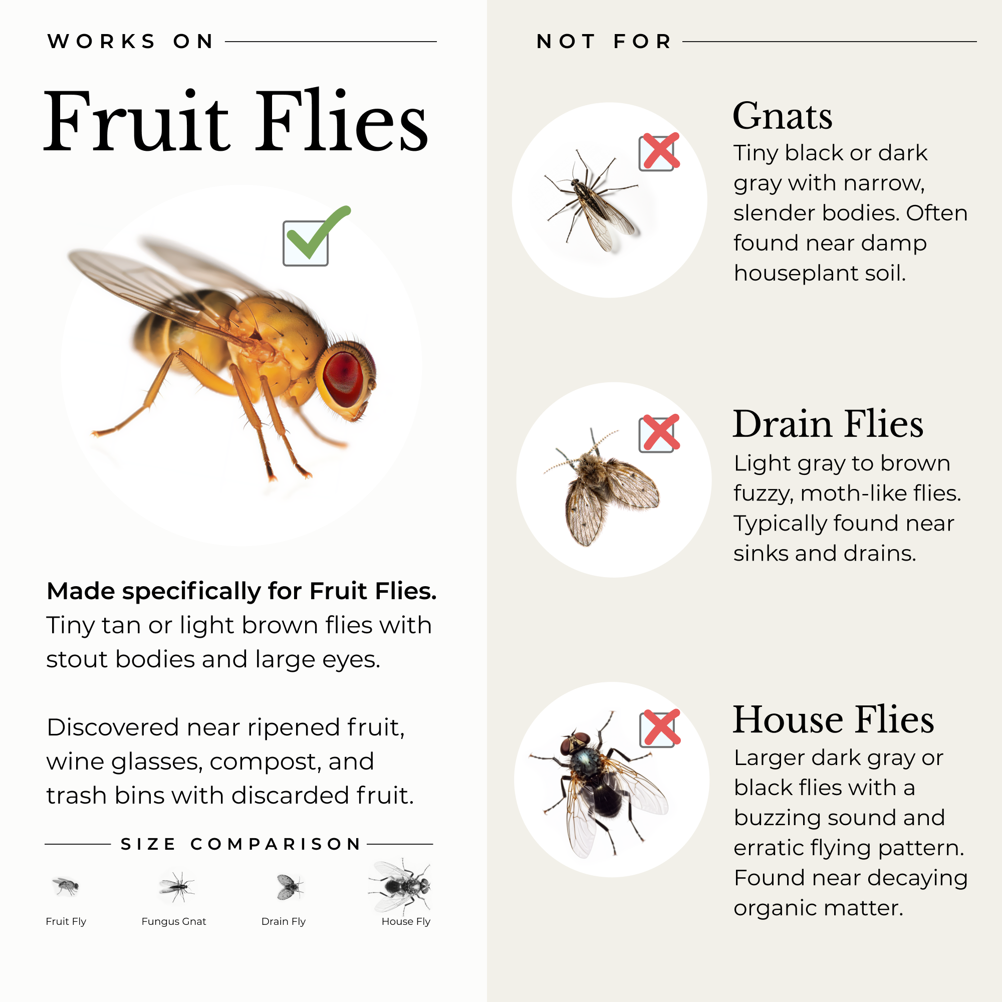 Home & Kitchen Fruit Fly Traps - 2 Pack