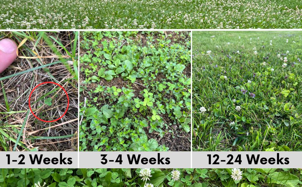 Bee Lawn Blend - White Clover, Self-Heal, & Creeping Thyme Seed Kit