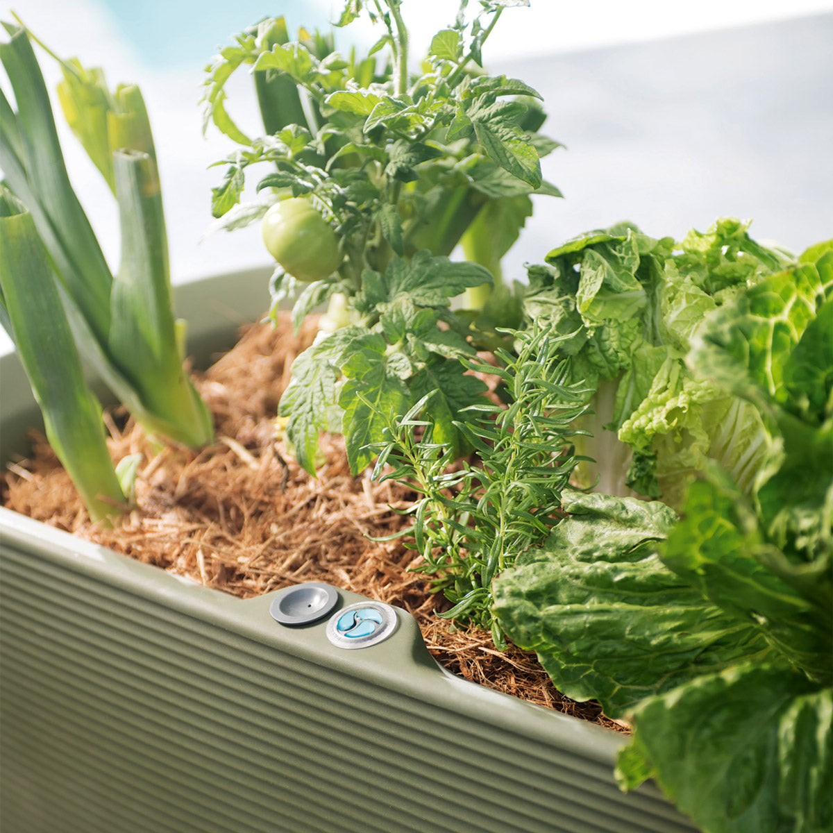 Nest Self-Watering Elevated Garden Planter