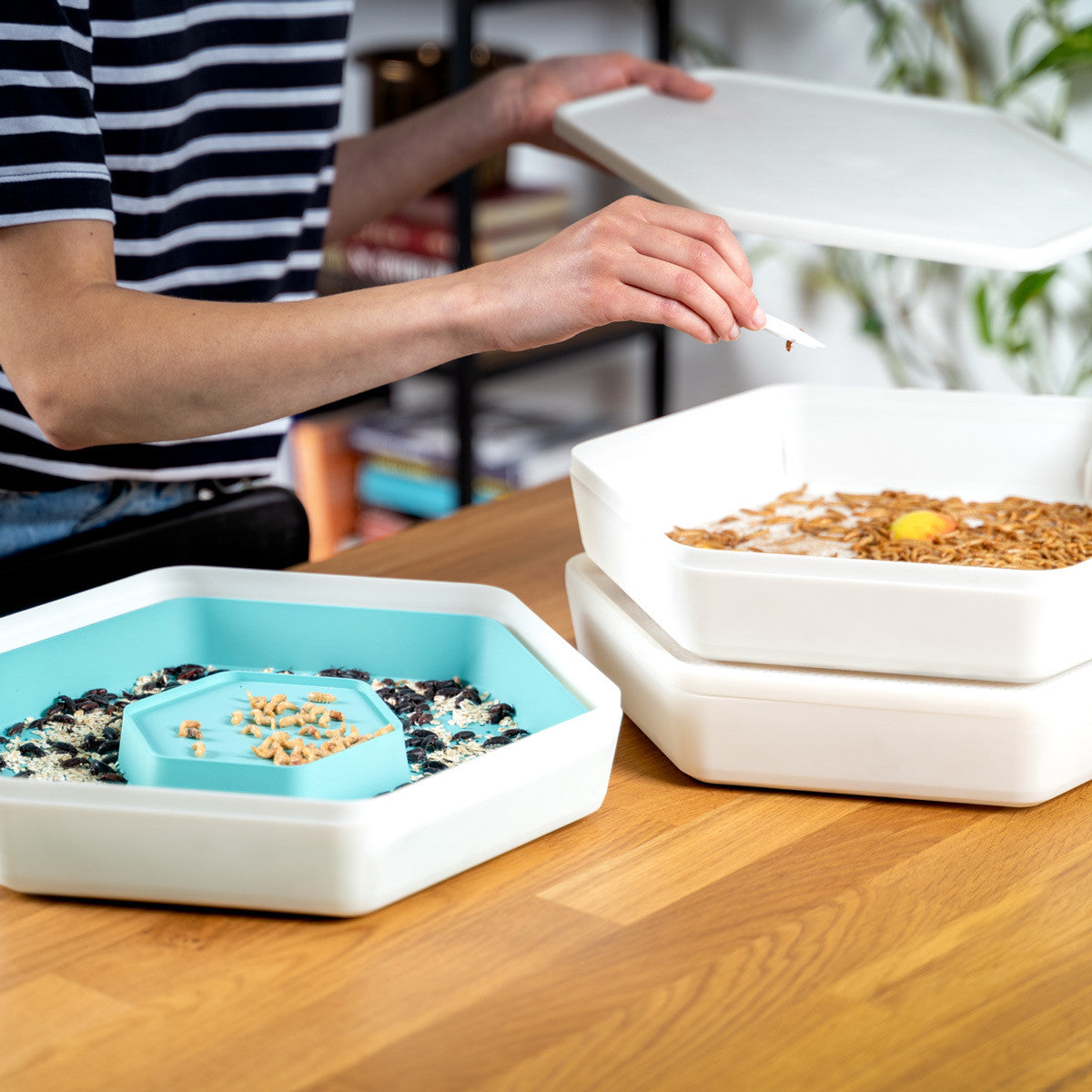 Bug Factory Mealworm Habitat & Composter