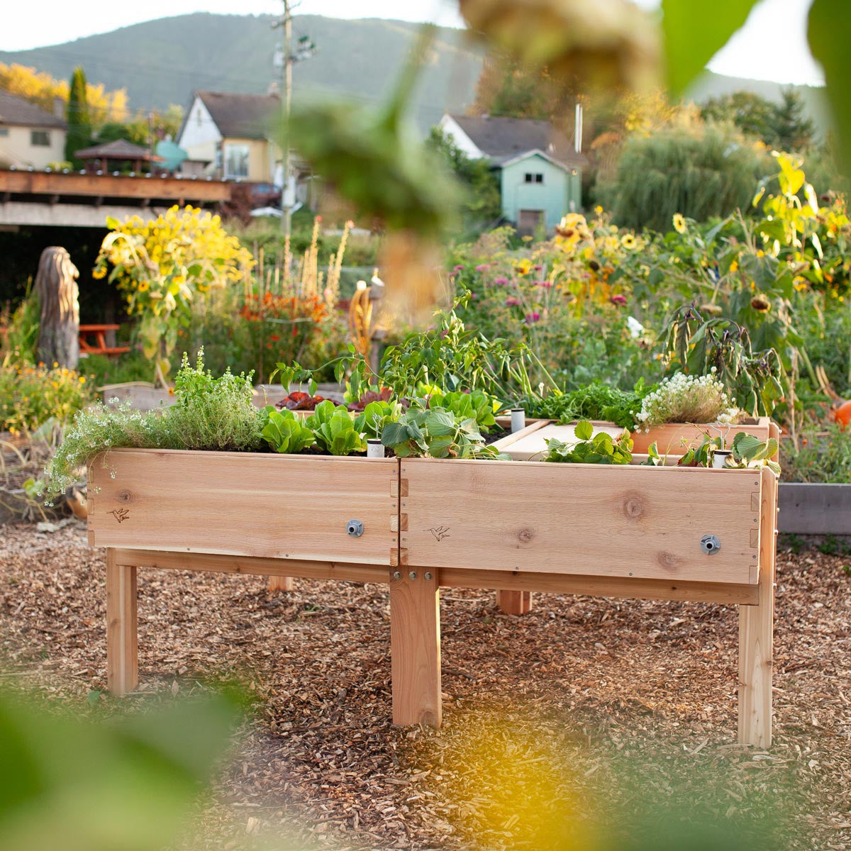self watering raised planter box Harmony Accessibility Self-Watering Cedar Garden