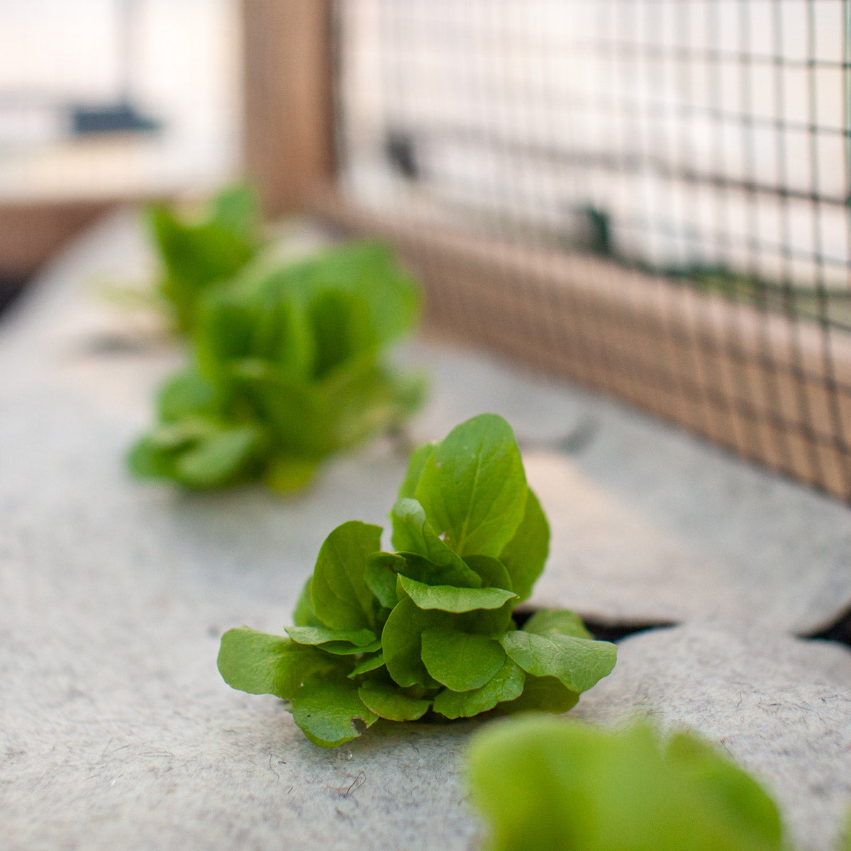 20' Wool Garden Felt Roll For 8' x 8' Cedar Complete Raised Garden Bed Kit