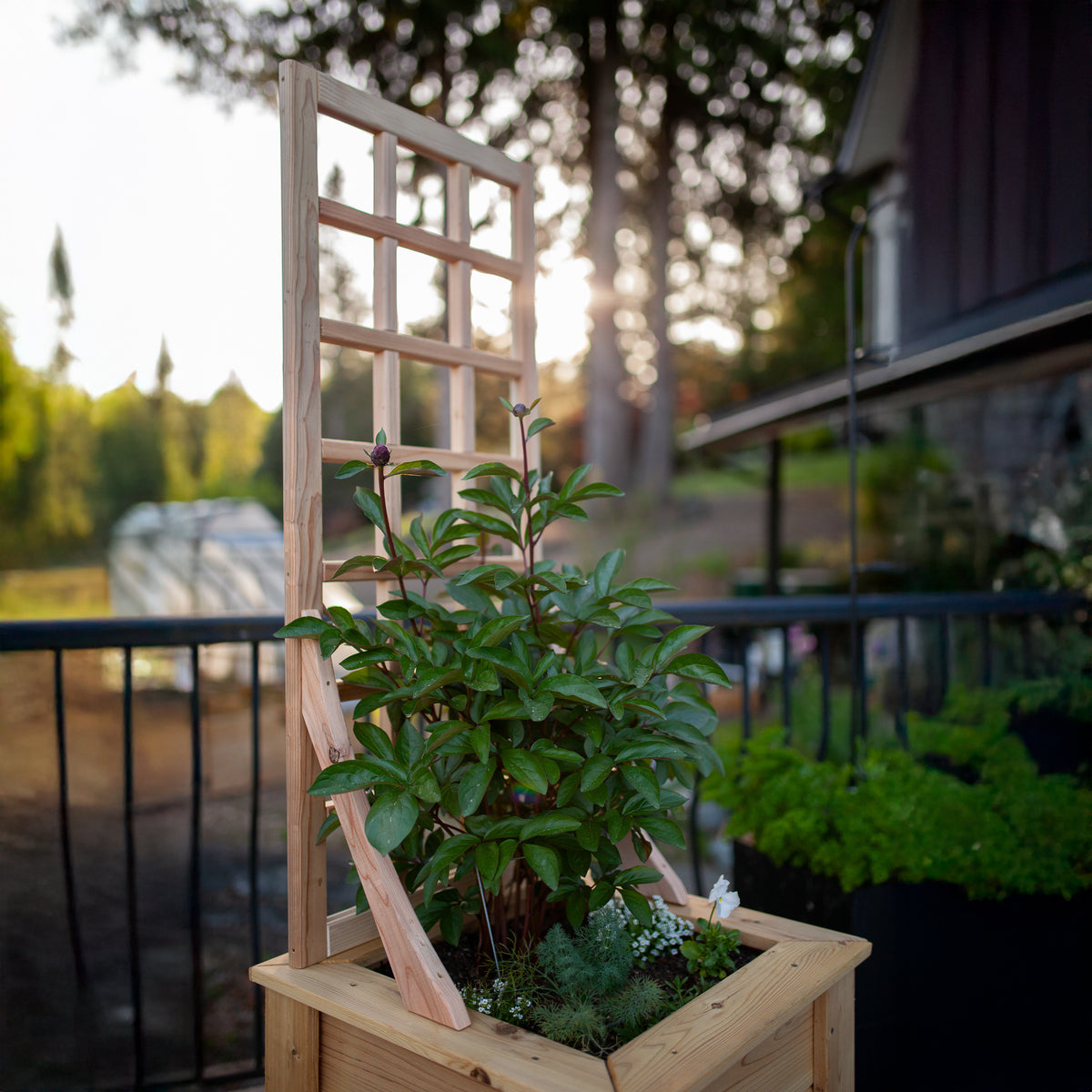 Natural Cedar Planter Box with Trellis