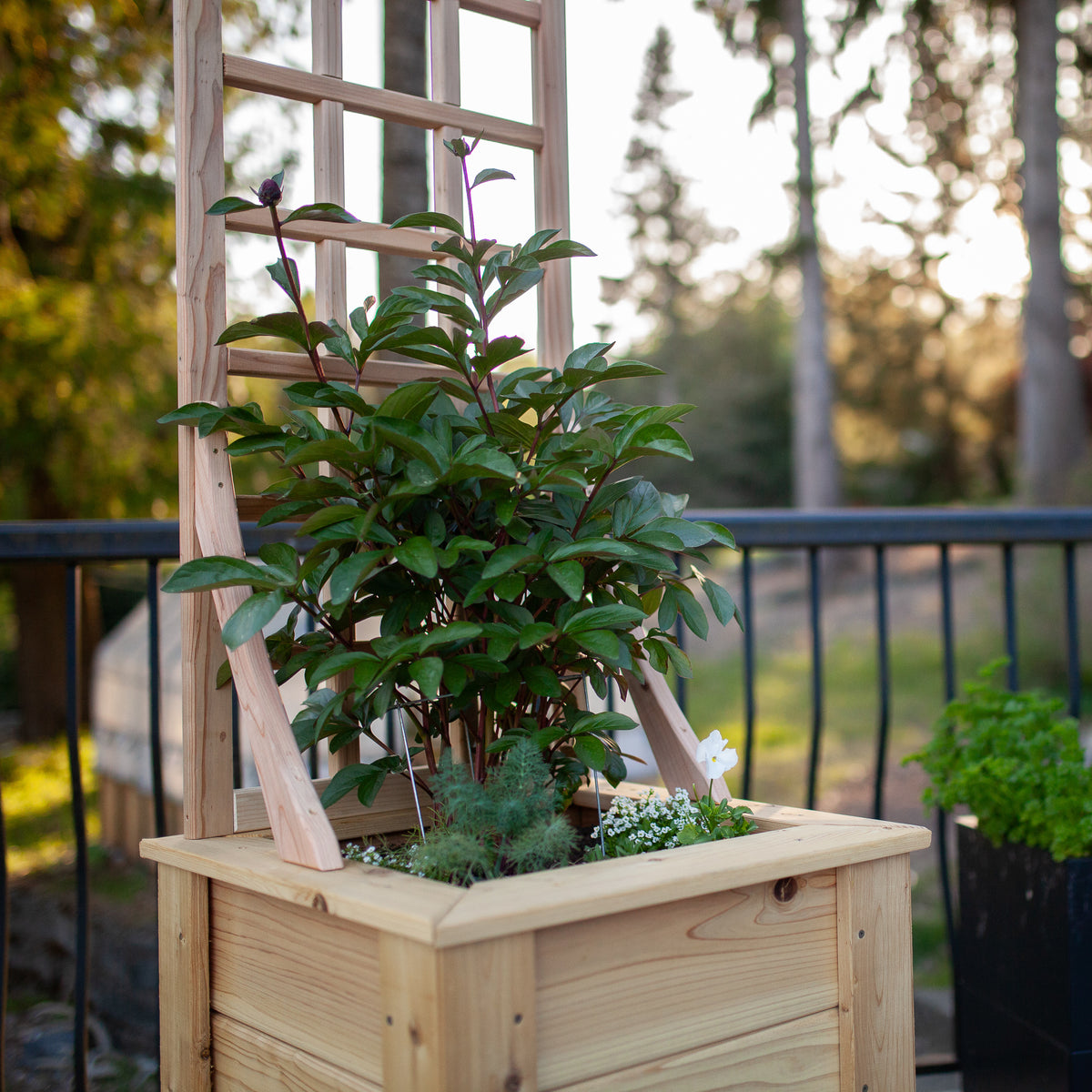 Natural Cedar Planter Box with Trellis