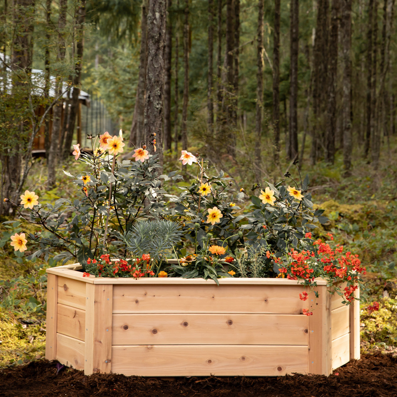 Natural Cedar Hexagon Raised Beds