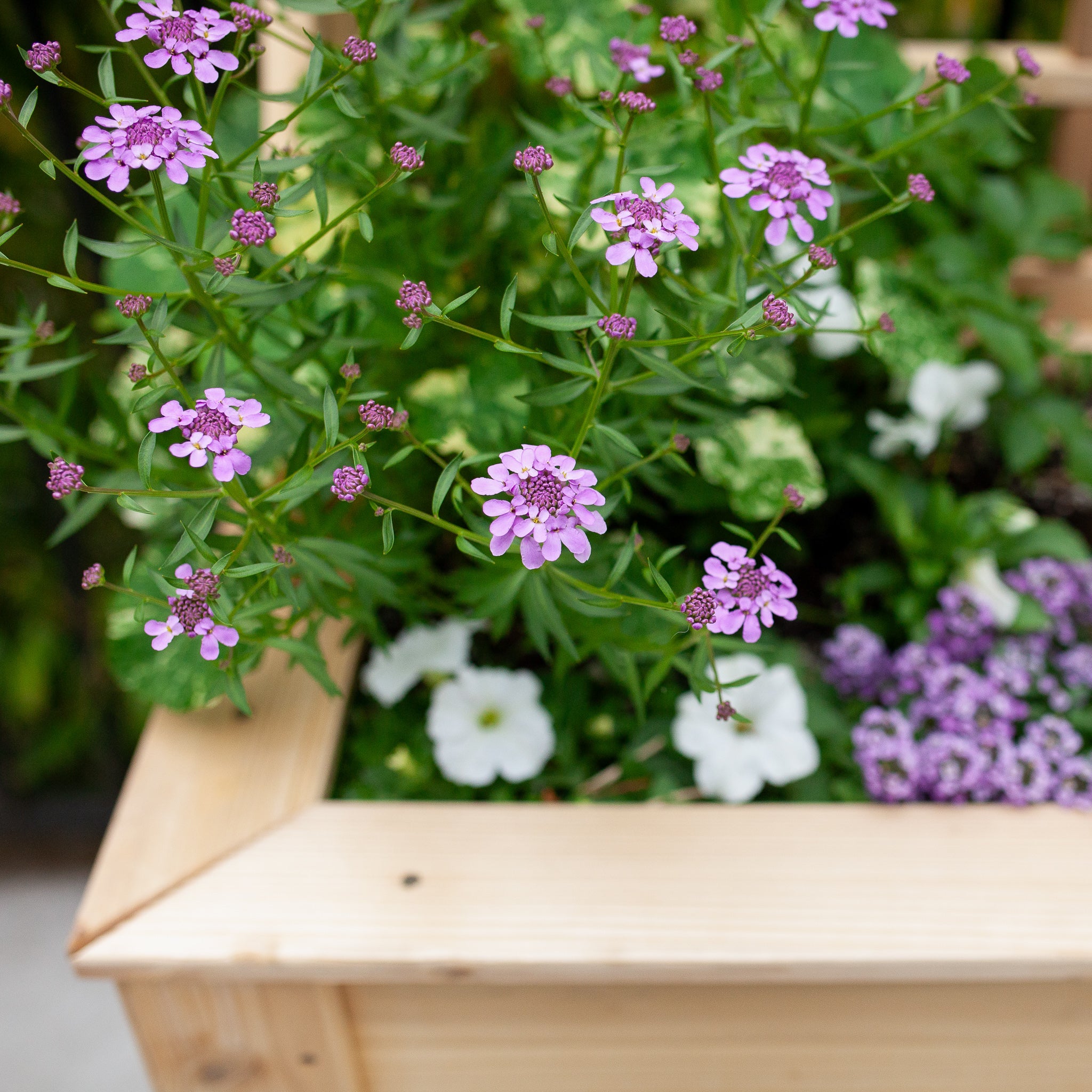 Natural Cedar Elevated Garden Planter
