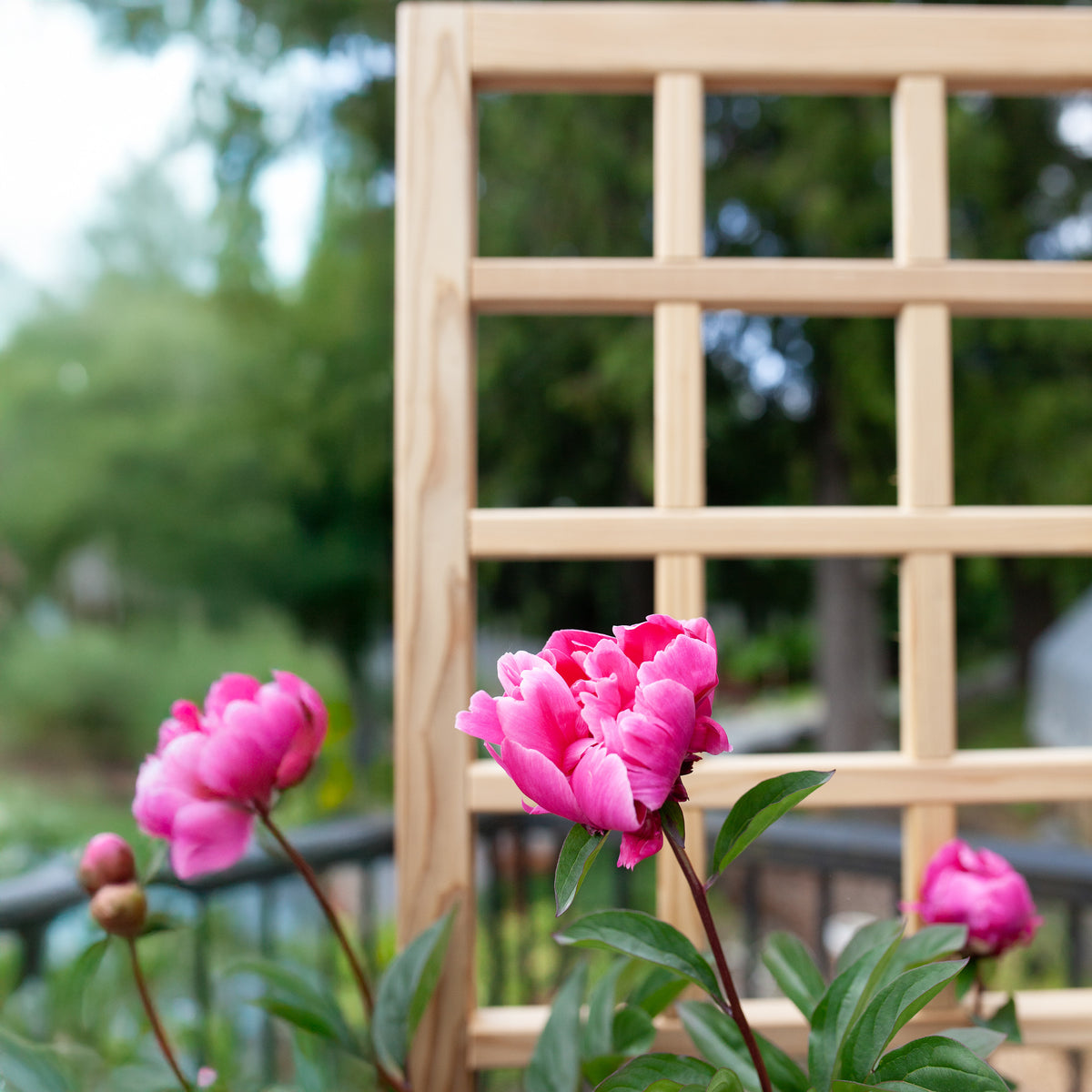 Natural Cedar Planter Box with Trellis