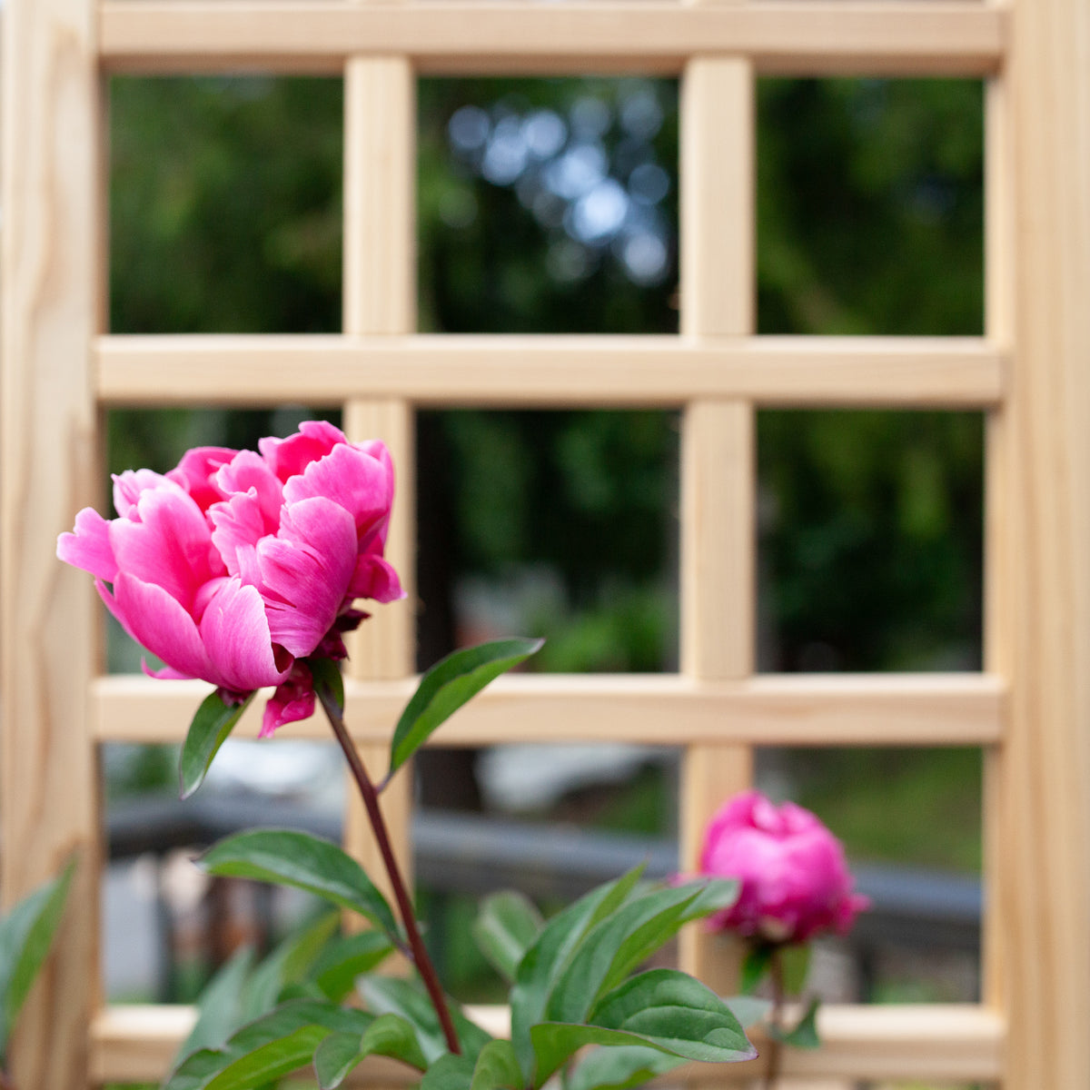 Natural Cedar Planter Box with Trellis
