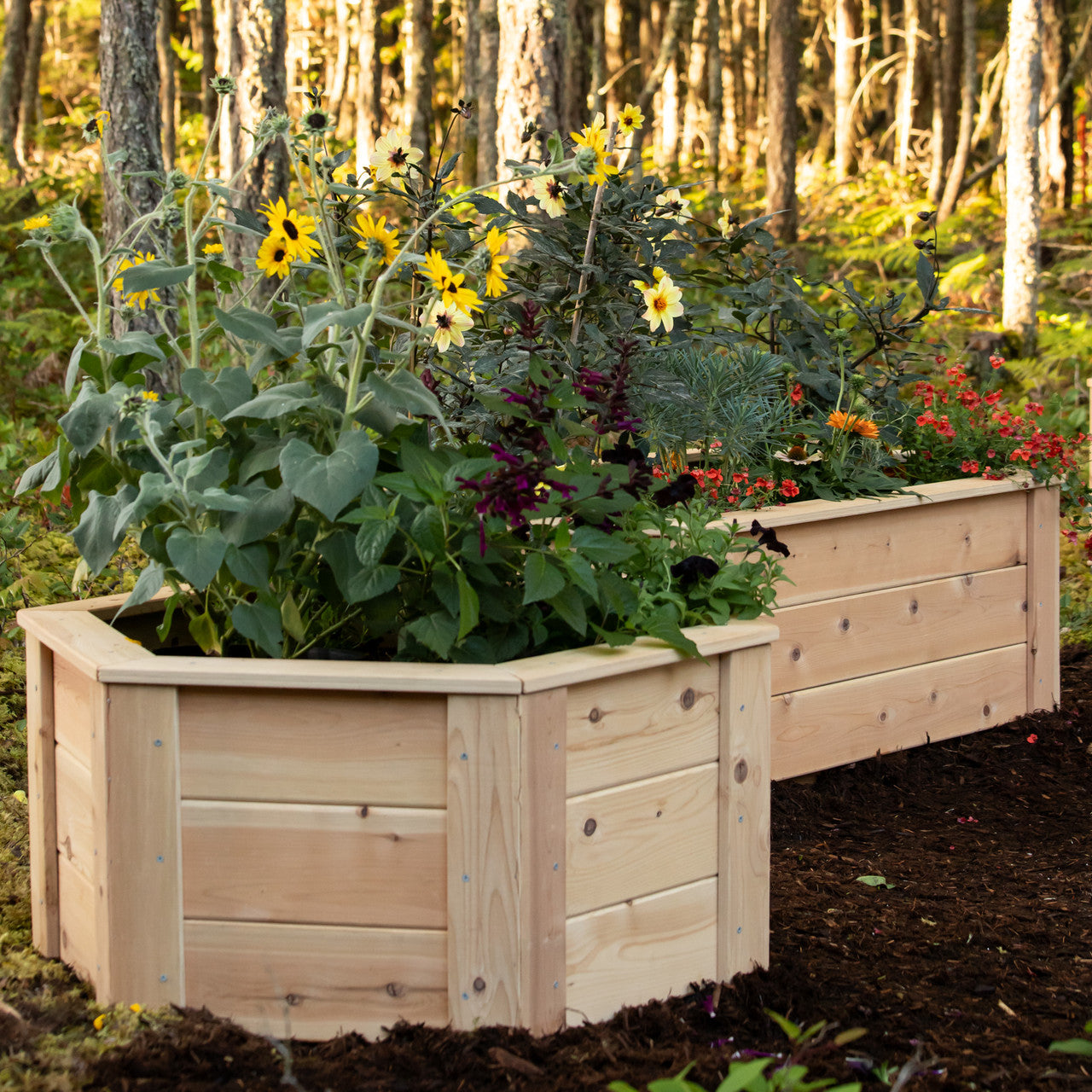 Natural Cedar Hexagon Raised Beds