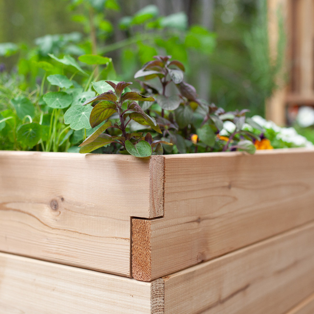 Classic Natural Cedar Raised Garden Beds
