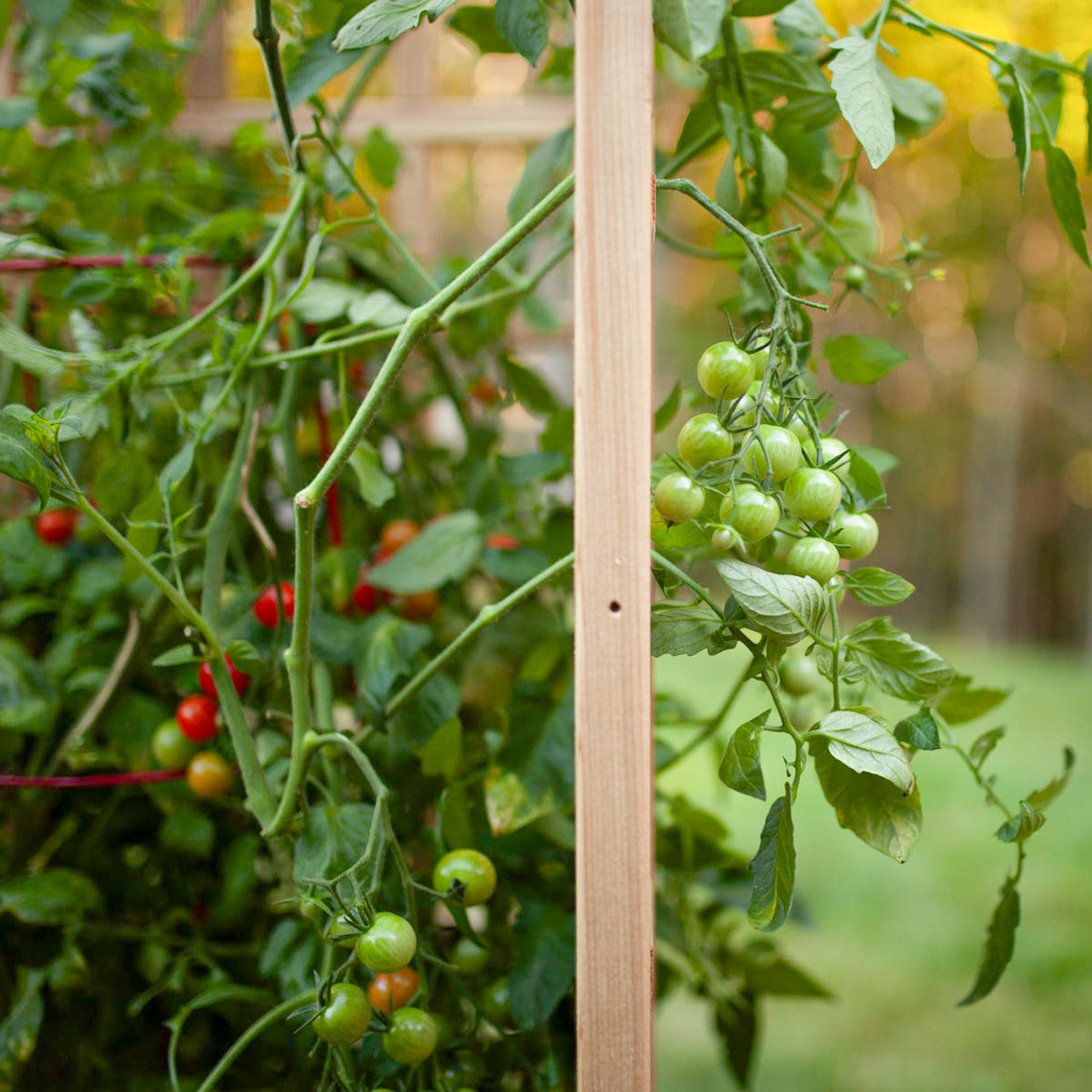 Natural Cedar Raised Beds with L-Shape Trellis