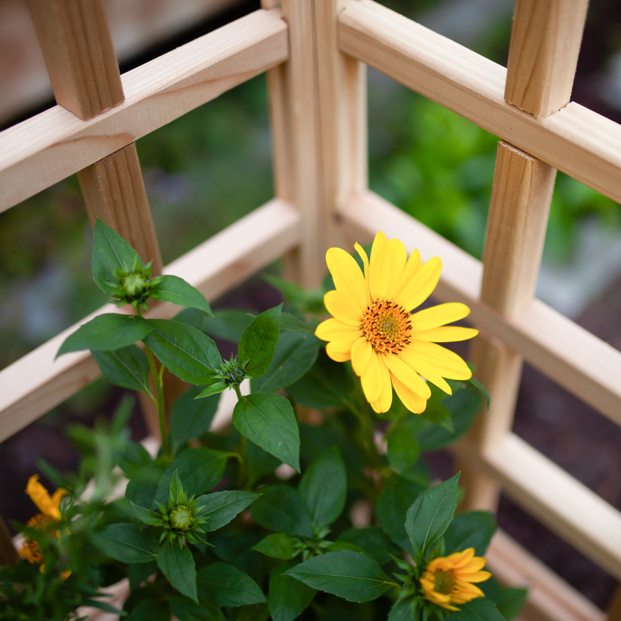 Natural Cedar Raised Beds with L-Shape Trellis