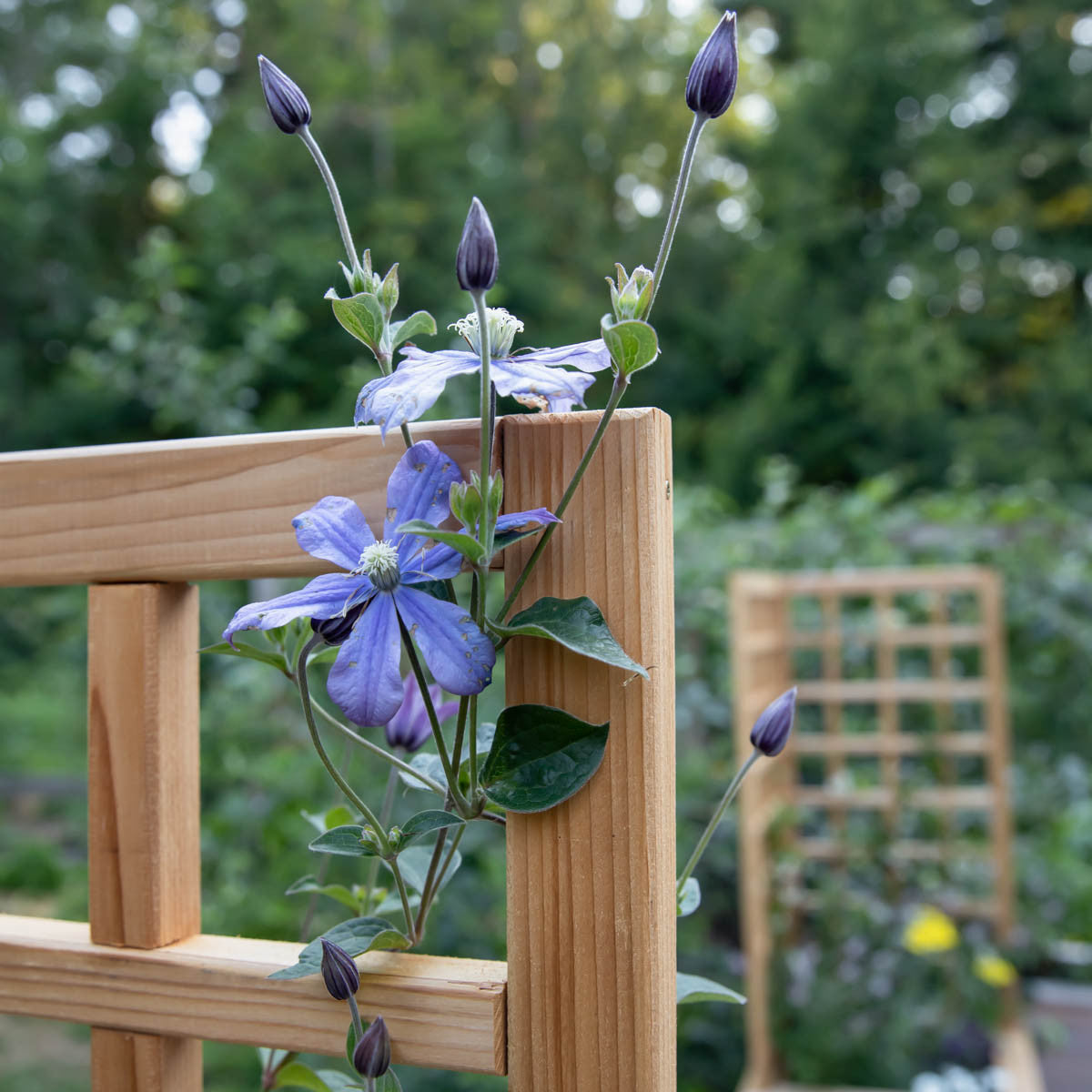 Natural Cedar Raised Beds with Trellis