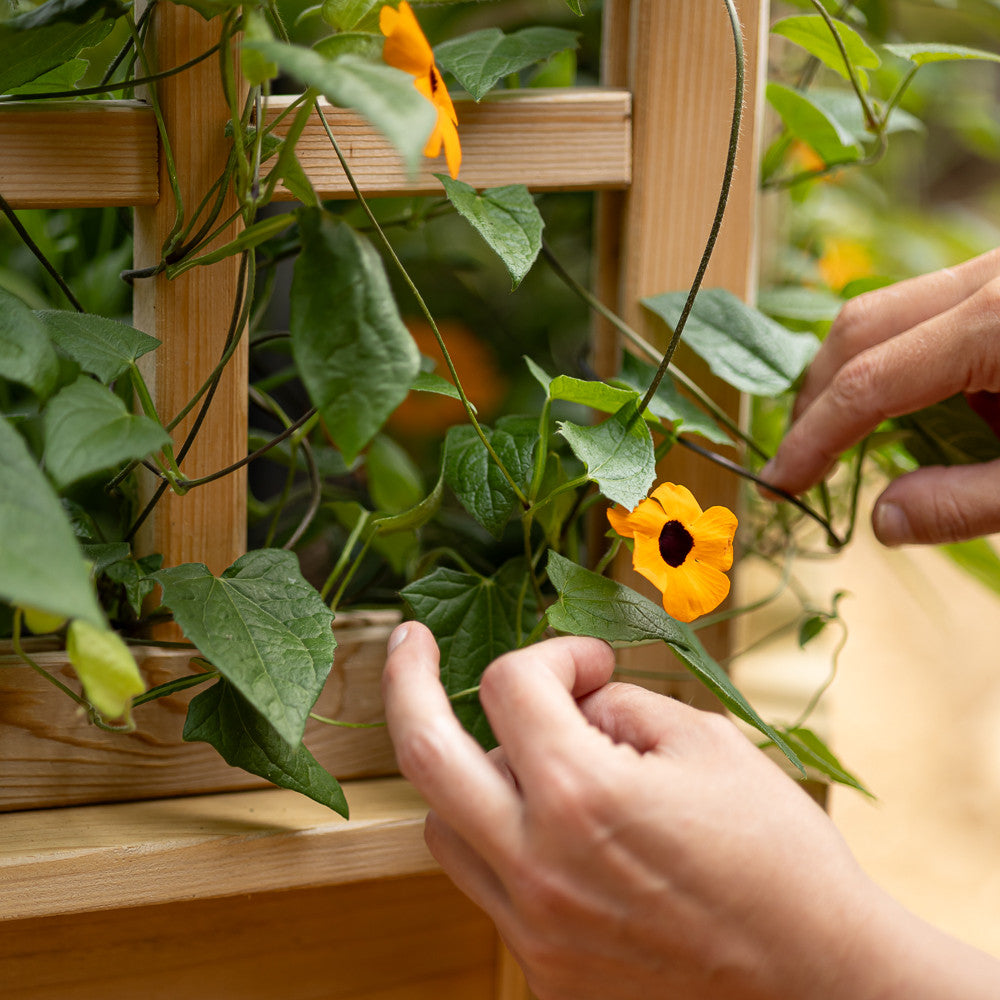 Natural Cedar 9' U-Shaped Raised Bed with Trellis