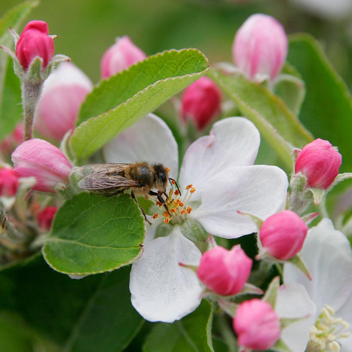 Common Apple Tree blossoms