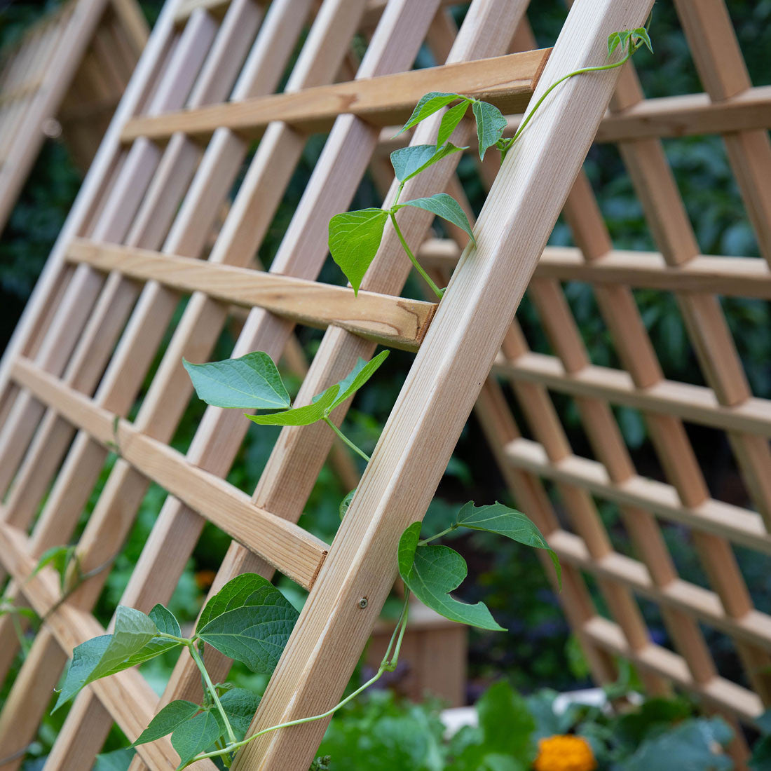 small wood trellis Natural Cedar A-Frame Trellises