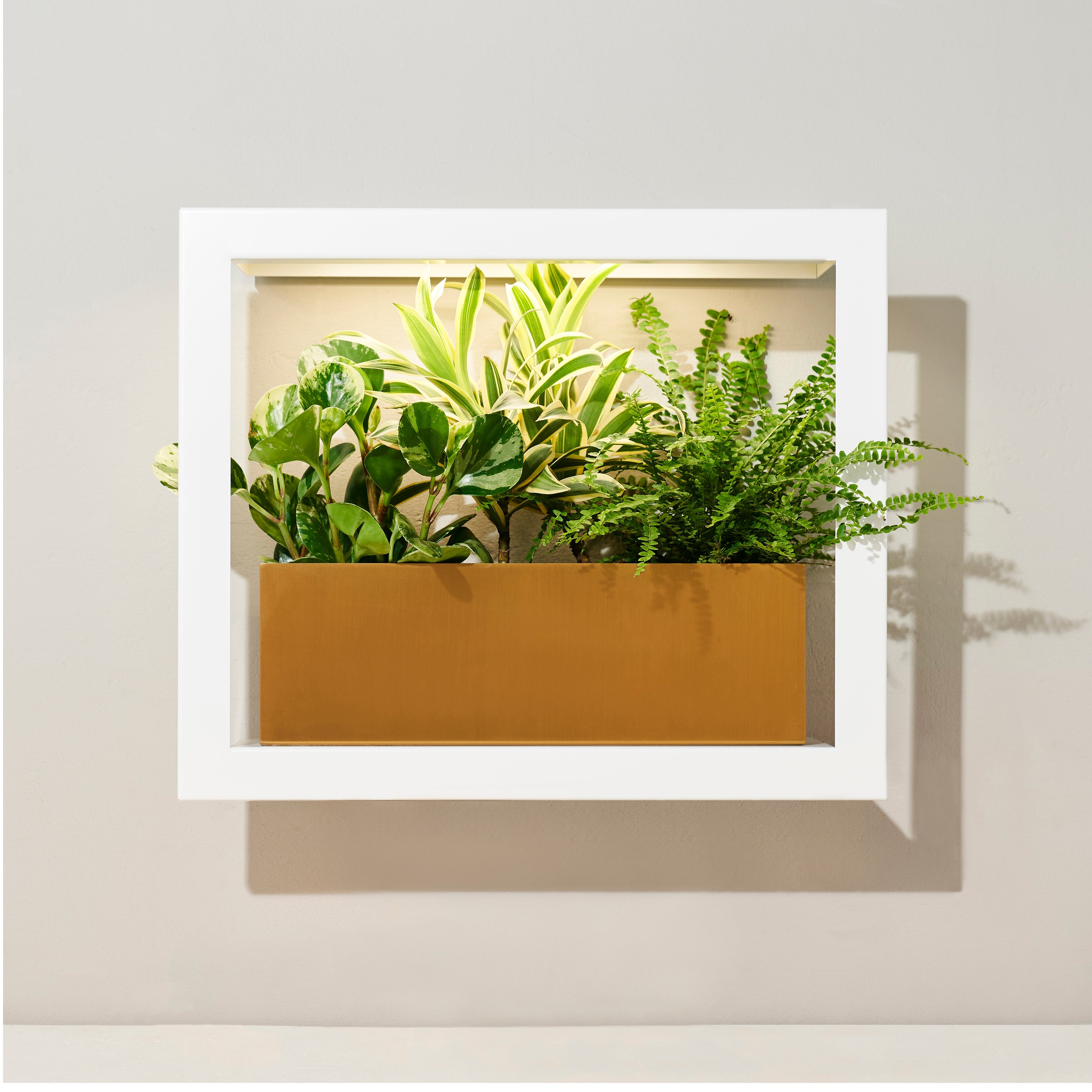 Smart Standard Growframe - Wall Mounted Grow Light