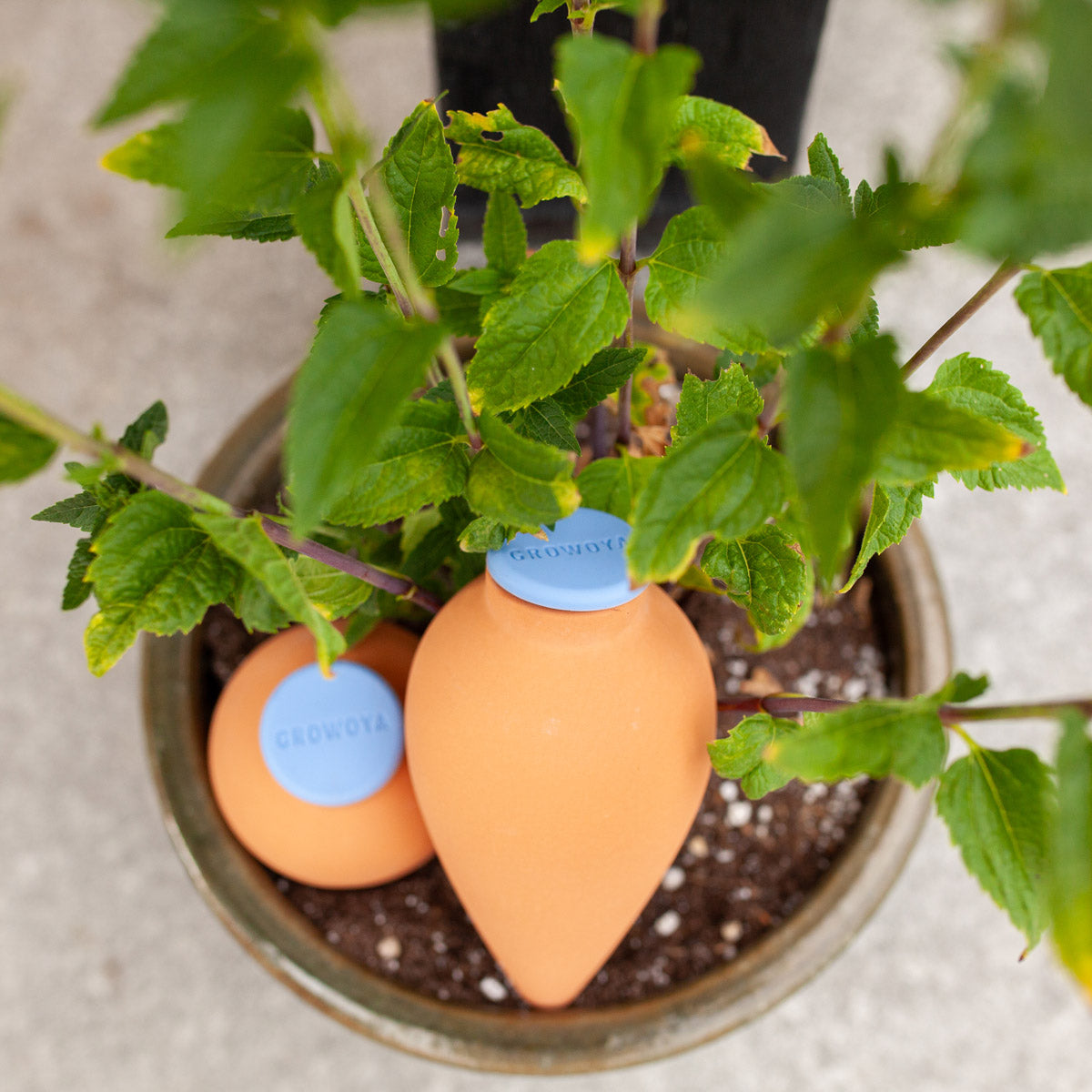 Oya Clay Watering Spike
