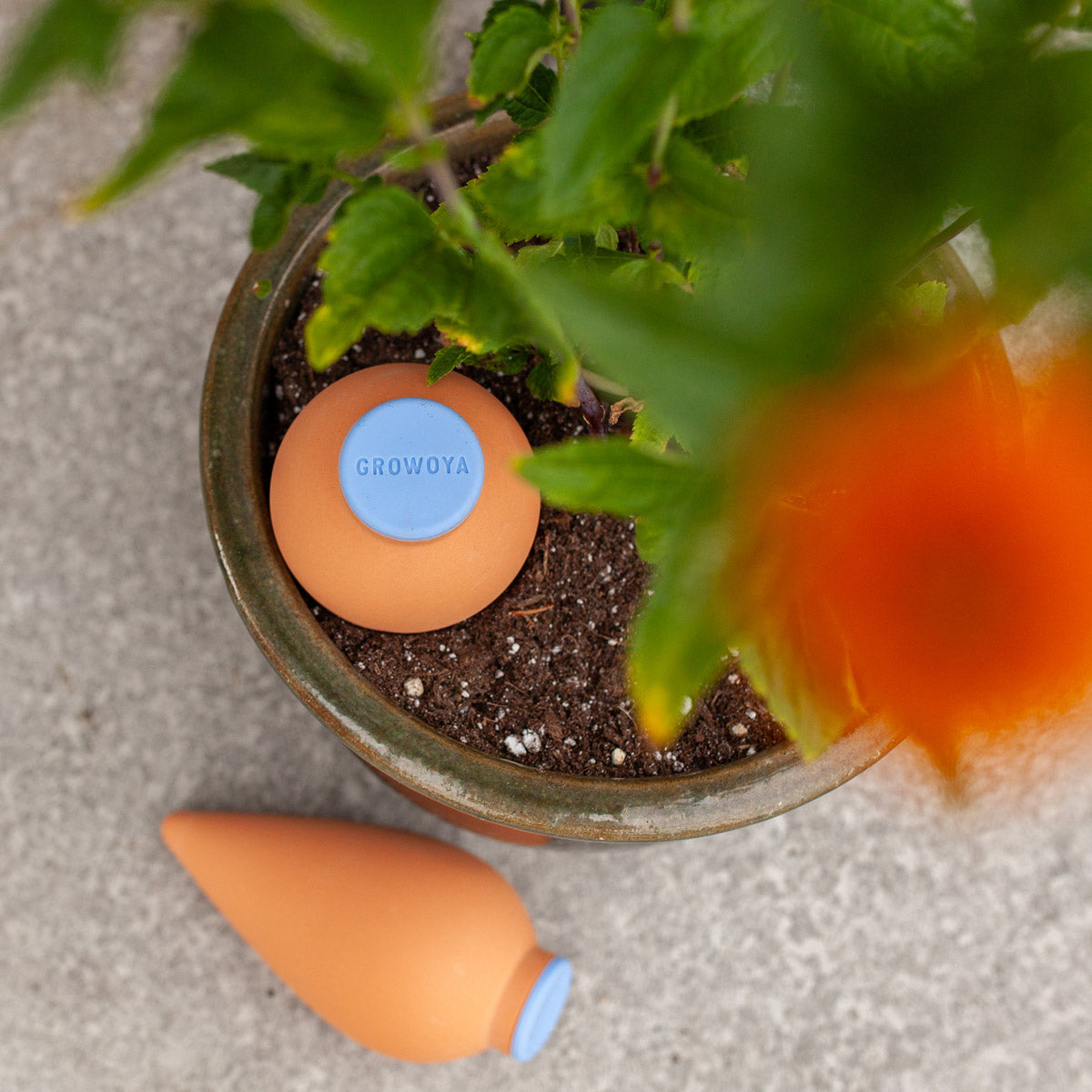 Oya Clay Watering Spike